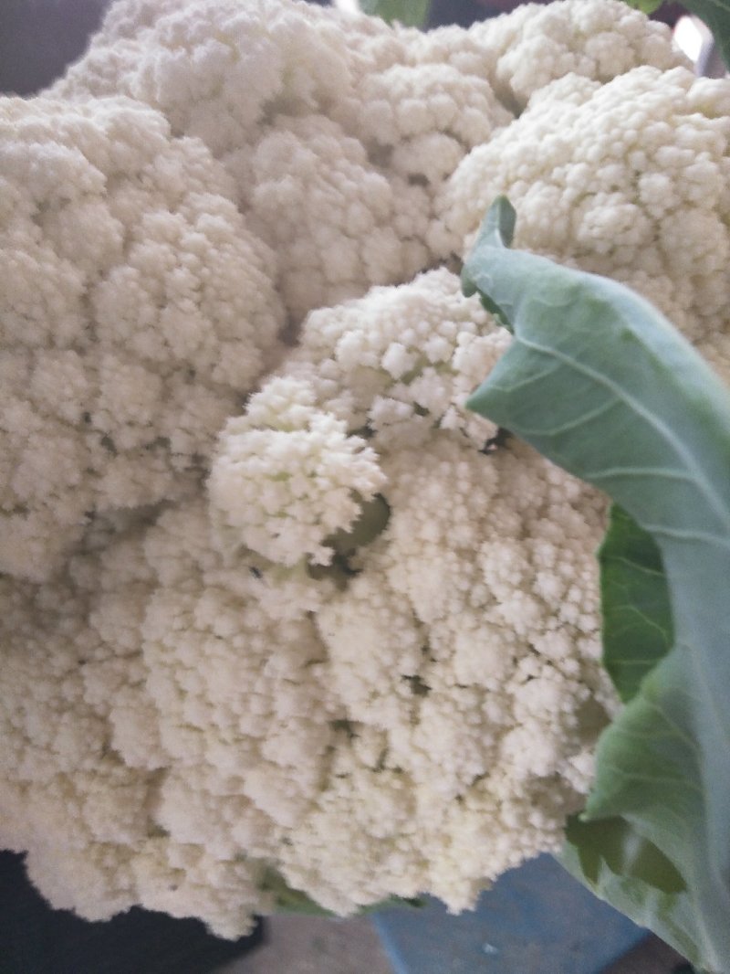 菜花大量供应质优价廉欢迎各位客商光临选购