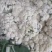 菜花大量供应质优价廉欢迎各位客商光临选购
