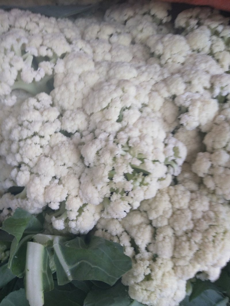 菜花大量供应质优价廉欢迎各位客商光临选购