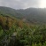 30年大山茶油