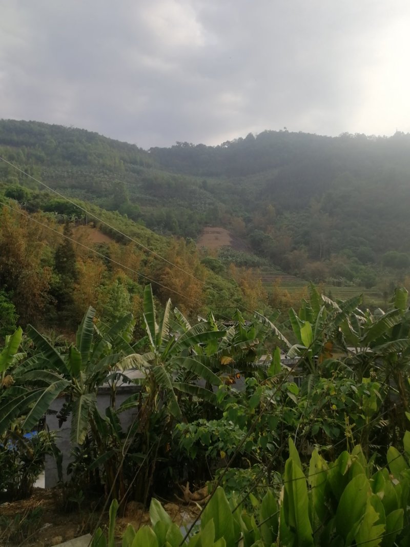30年大山茶油