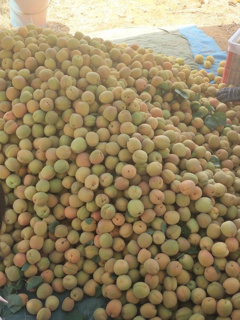 凯特杏大量上市量大需要的老板可以联系了