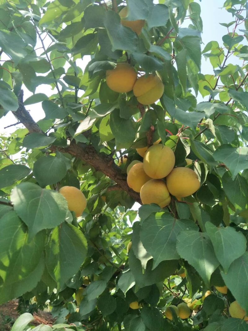 凯特杏大量上市量大需要的老板可以联系了