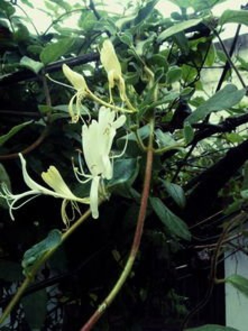 金银花