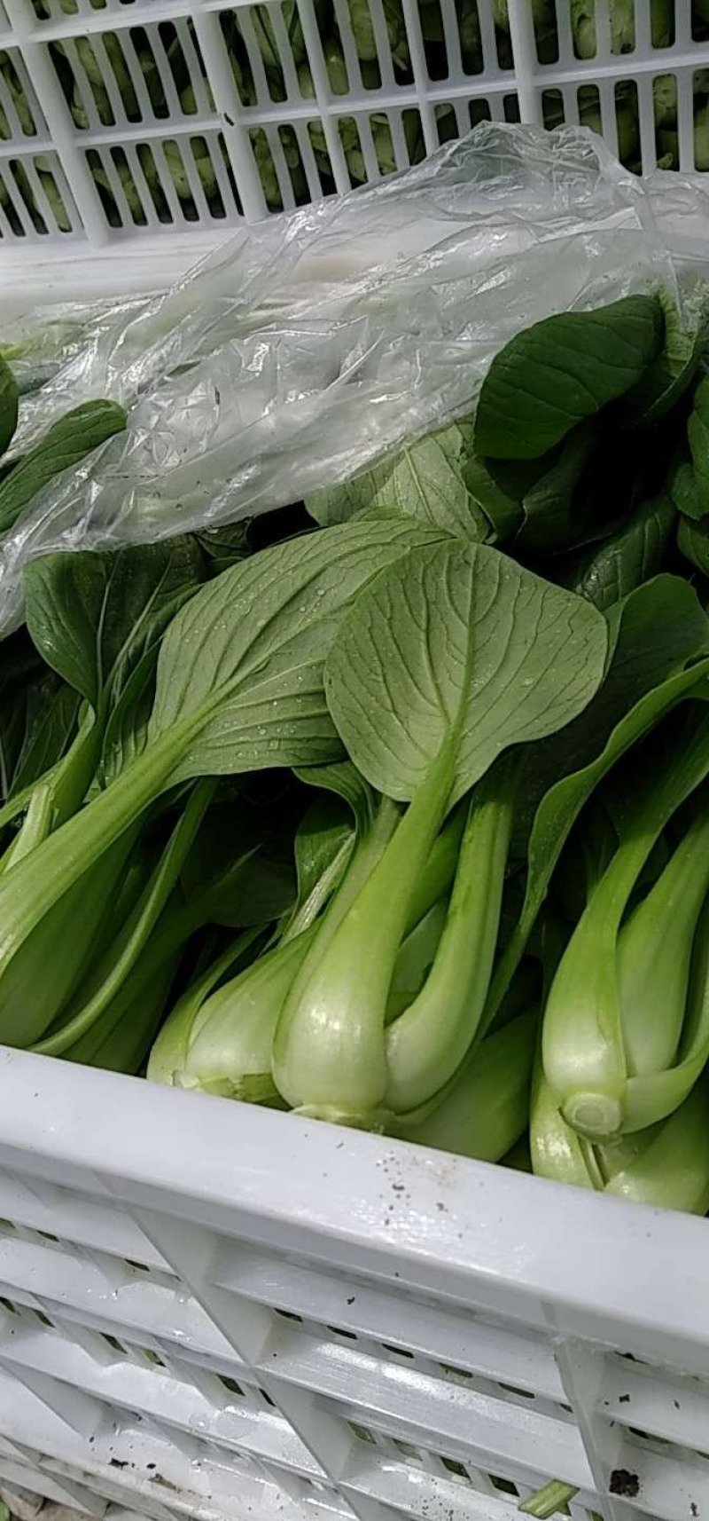 精品，油菜量大从优，永不断货，欢迎大家选购，，