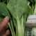 小青菜，质量好，青杆大叶面上海青，油菜量大从优
