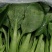 小青菜，质量好，青杆大叶面上海青，油菜量大从优