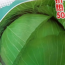 早熟耐高温生长快叶球扁圆形定植到收获50天左右