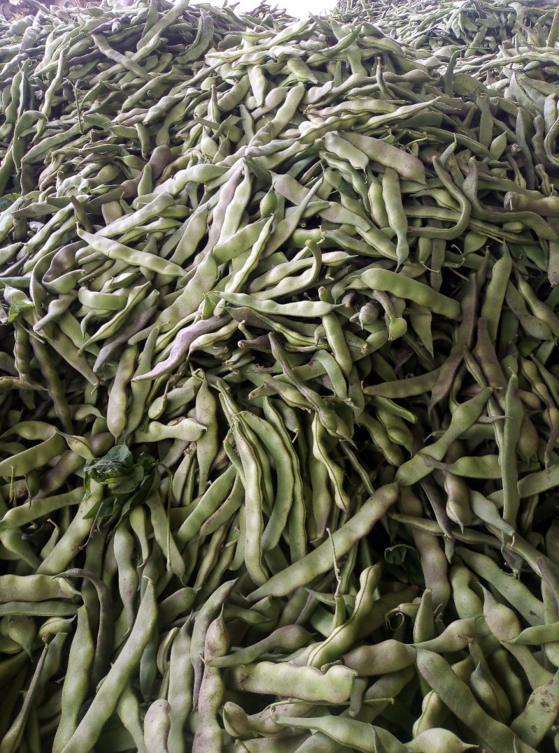 油豆