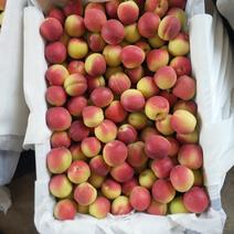 杏桃樱桃苹果梨等产地直供品质把控长期供货