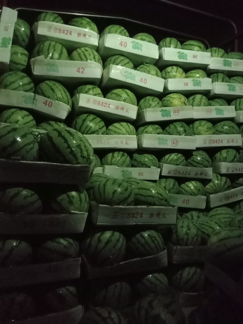 岳阳市麒麟西瓜7斤打底一级瓜头茬，专业打包，诚信。
