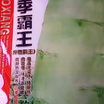 大尖叶四季种植既耐热又耐寒肉淡绿味清香脆嫩