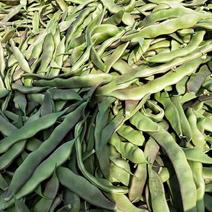 河北唐山玉紫花架油豆角物美价廉质量优异，产地直销一手货源
