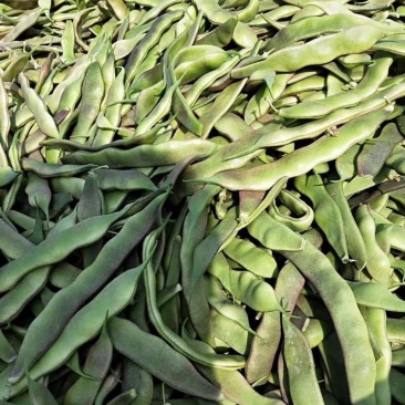 河北唐山玉紫花架油豆角物美价廉质量优异，产地直销一手货源