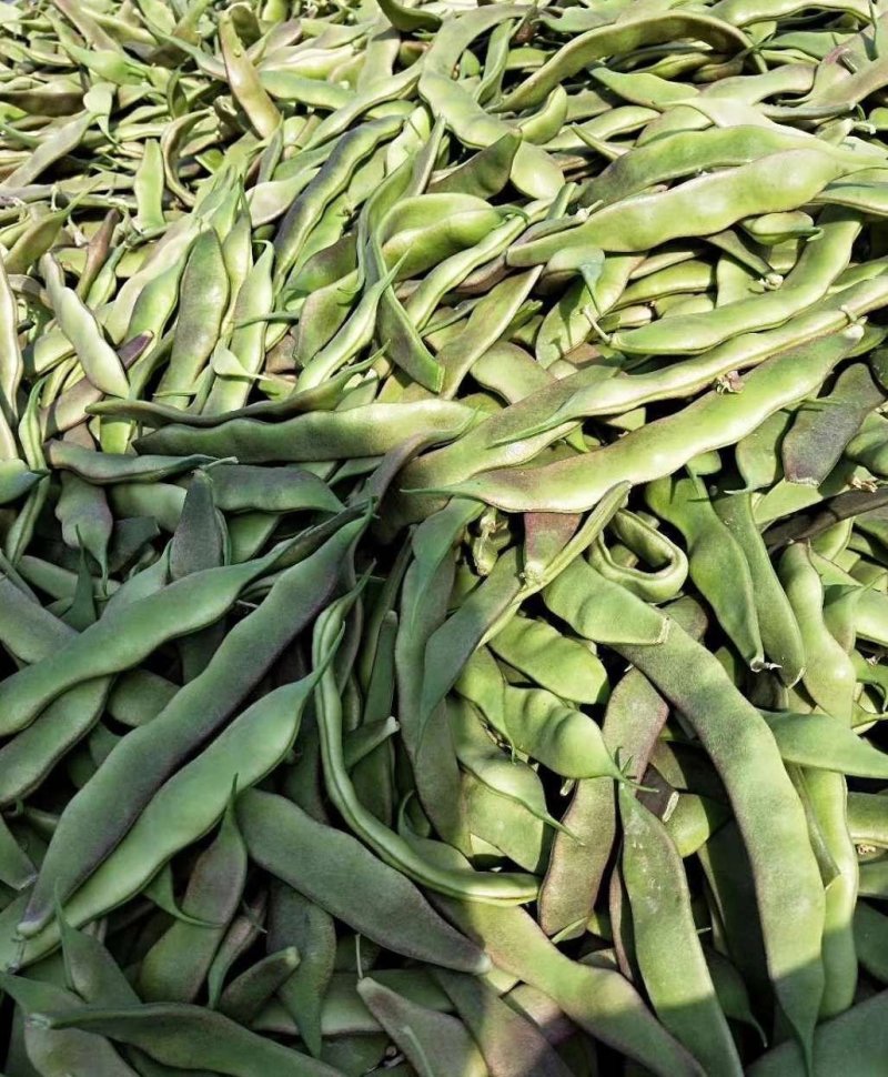 河北唐山玉紫花架油豆角物美价廉质量优异，产地直销一手货源