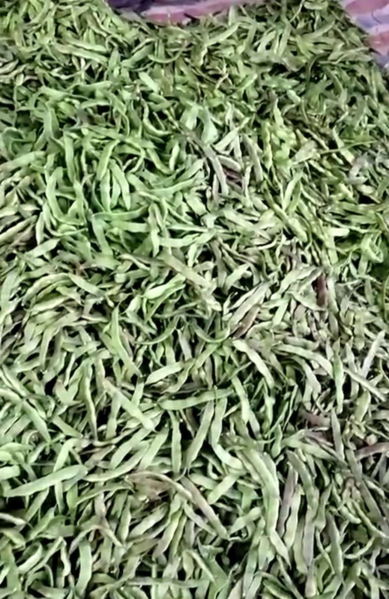 东北紫花架油豆角质量优异物美价廉