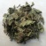 地胆草供应上千种中药材