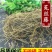 兔丝子藤供应上千种中药材