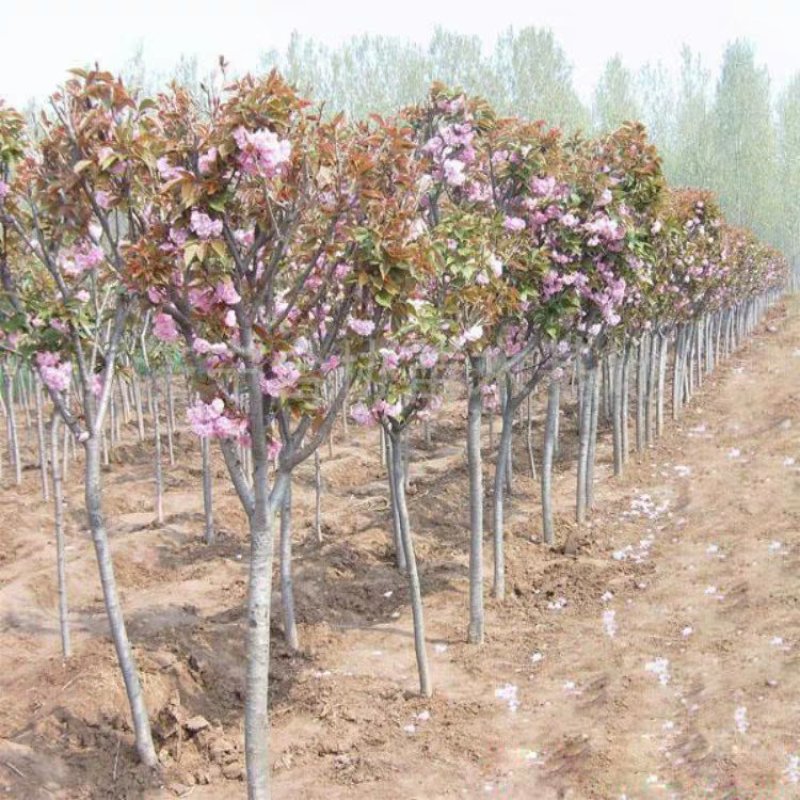 樱花树苗晚樱南方北方种植盆栽地栽四季常青开花庭院花木