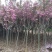 樱花树苗晚樱南方北方种植盆栽地栽四季常青开花庭院花木