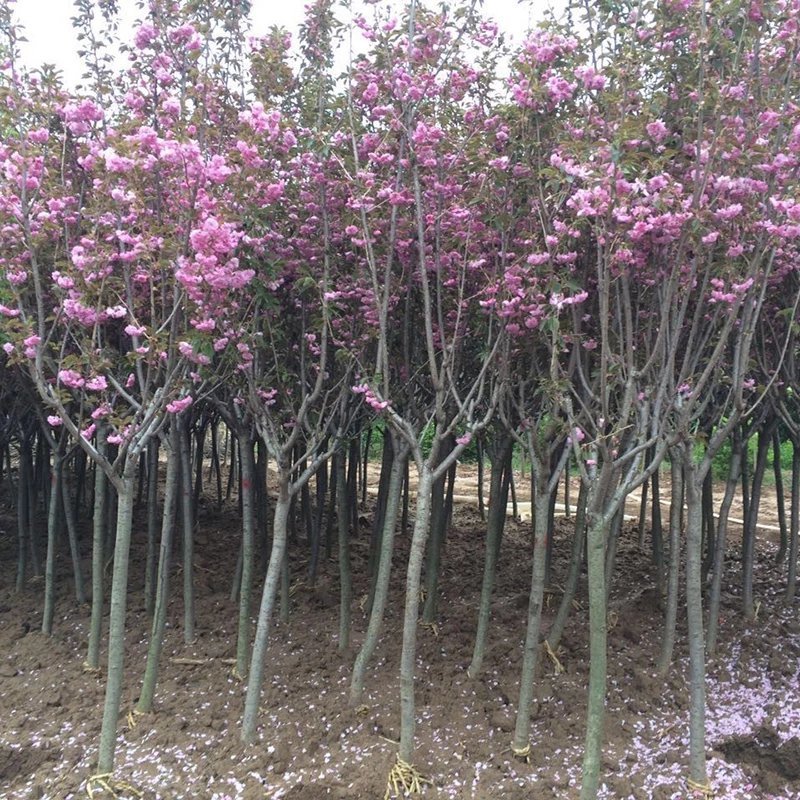 樱花树苗晚樱南方北方种植盆栽地栽四季常青开花庭院花木