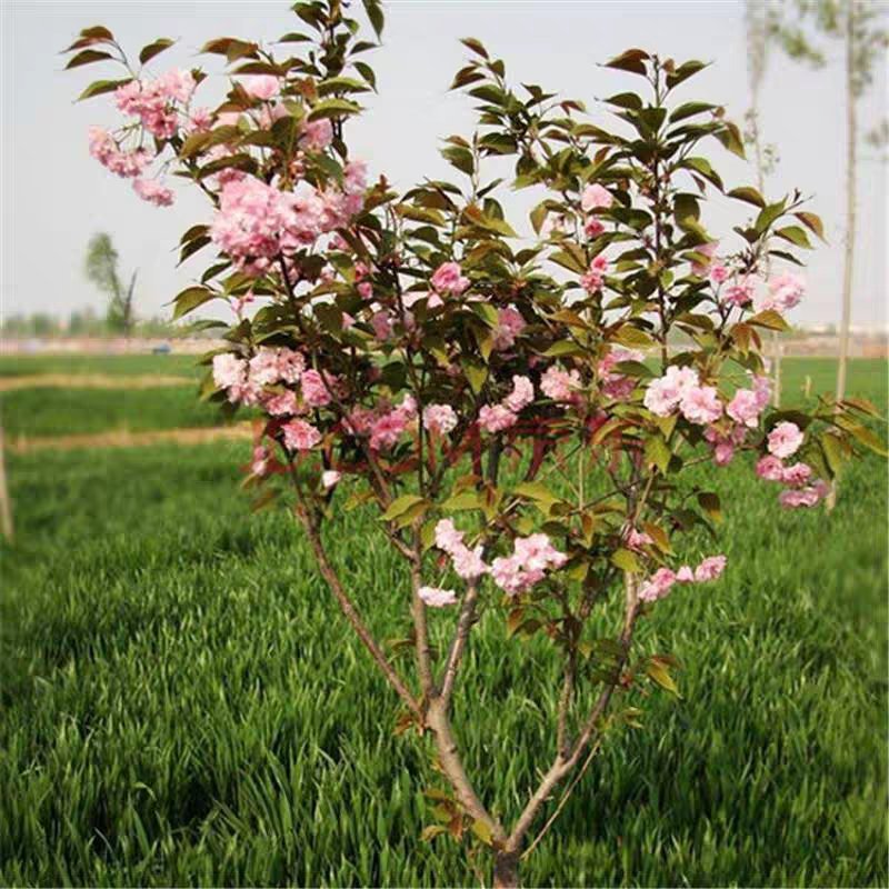 樱花树苗晚樱南方北方种植盆栽地栽四季常青开花庭院花木