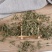 蛇莓草蛇莓供应上千种中药材