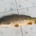 鲤鱼