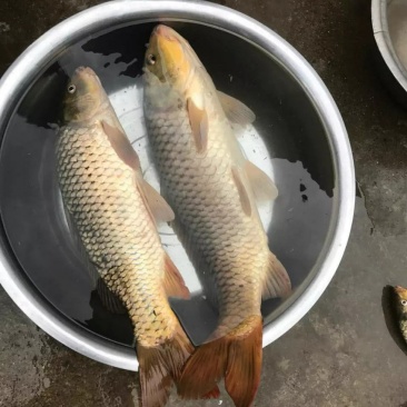 鲤鱼