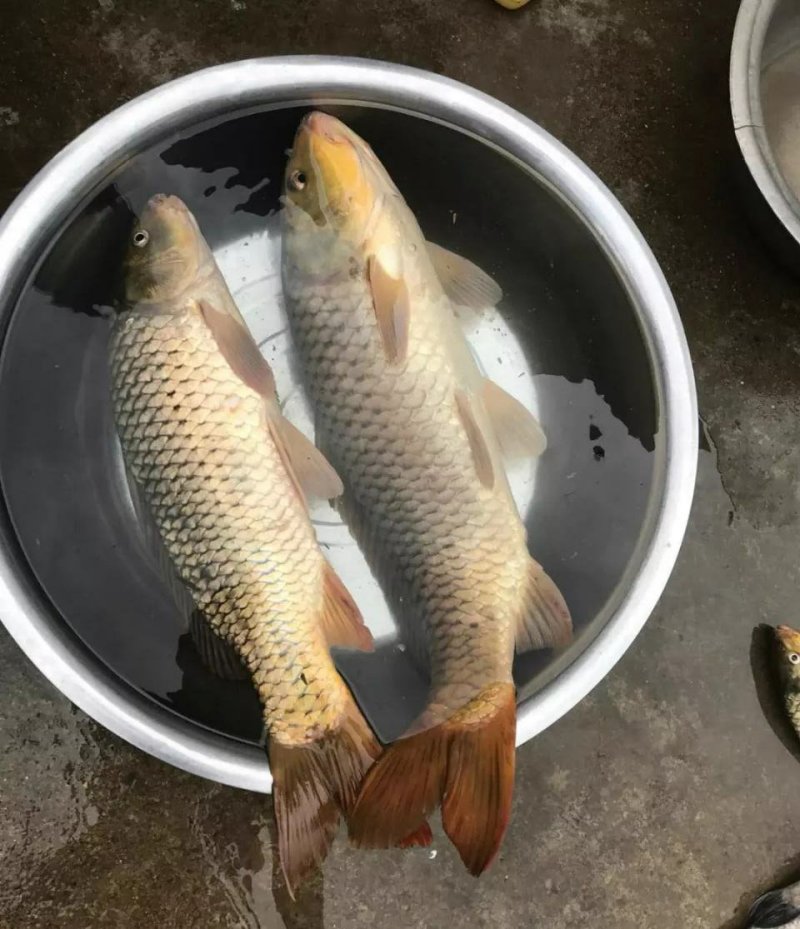 鲤鱼