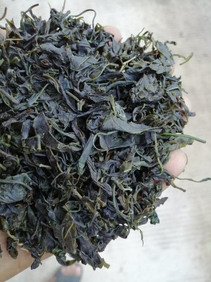 青山绿水，小叶苦丁，毛冬青嫩芽便宜处理量大从优