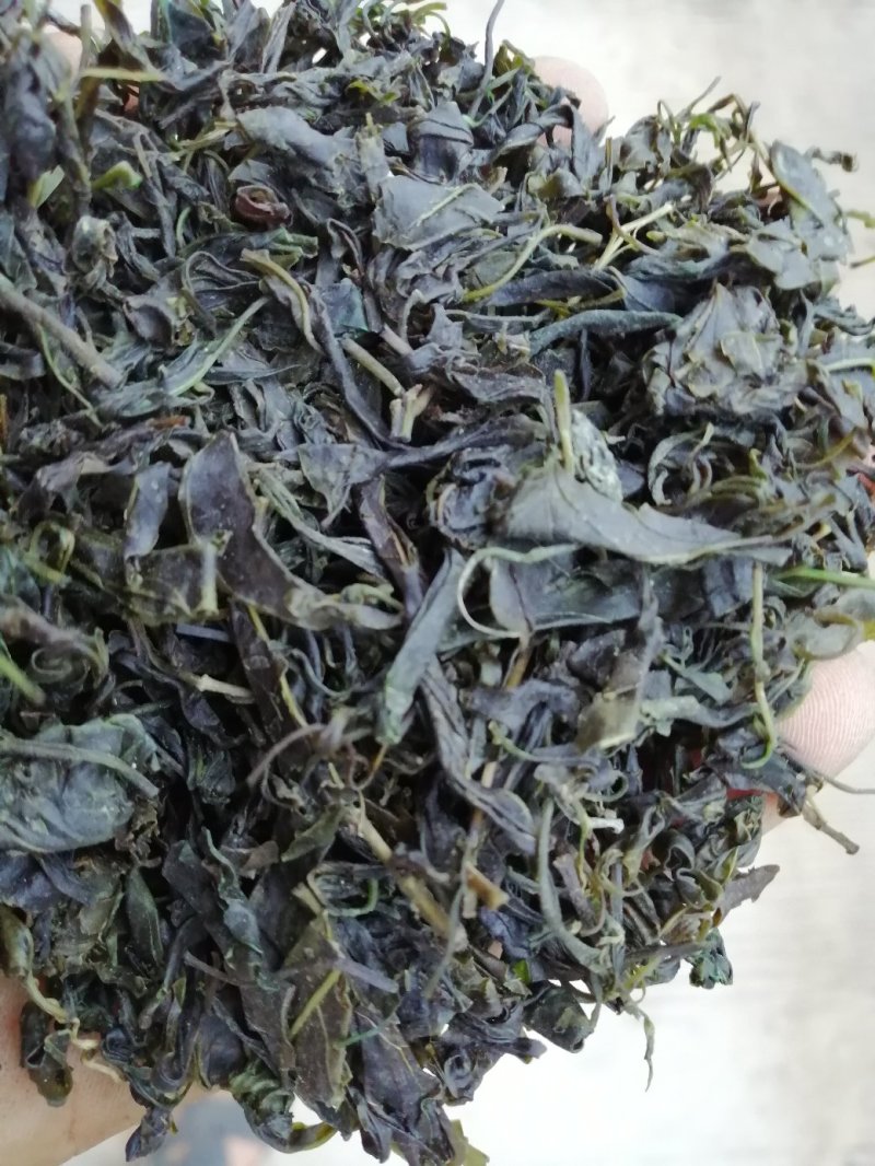 青山绿水，小叶苦丁，毛冬青嫩芽便宜处理量大从优