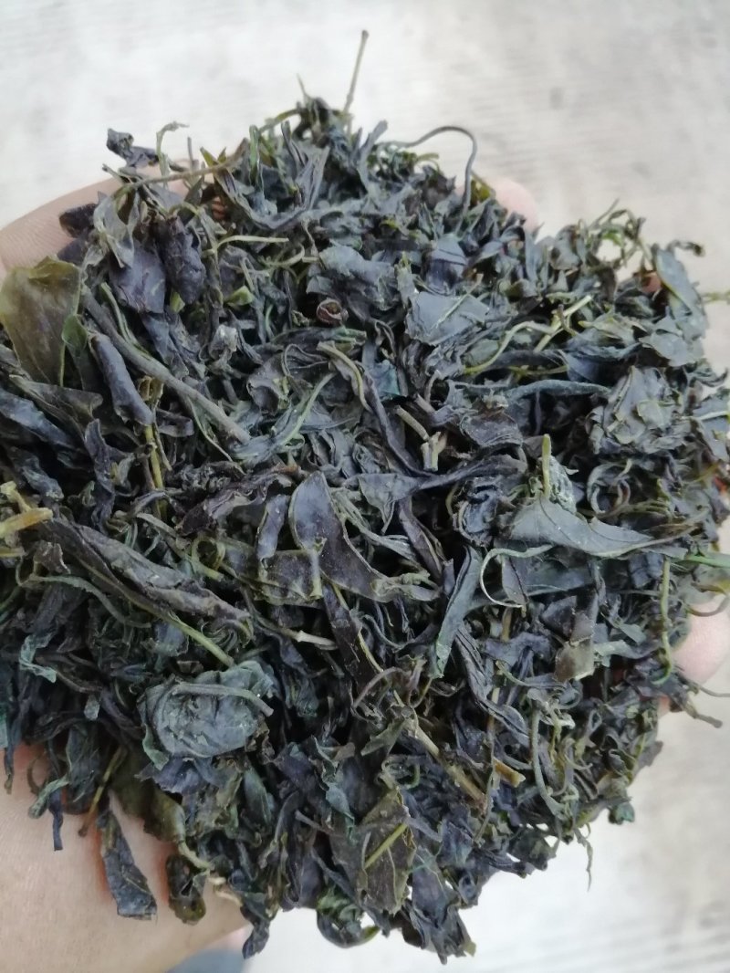 青山绿水，小叶苦丁，毛冬青嫩芽便宜处理量大从优