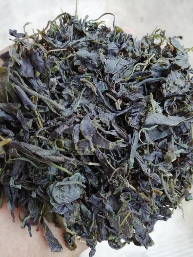 青山绿水，小叶苦丁，毛冬青嫩芽便宜处理量大从优