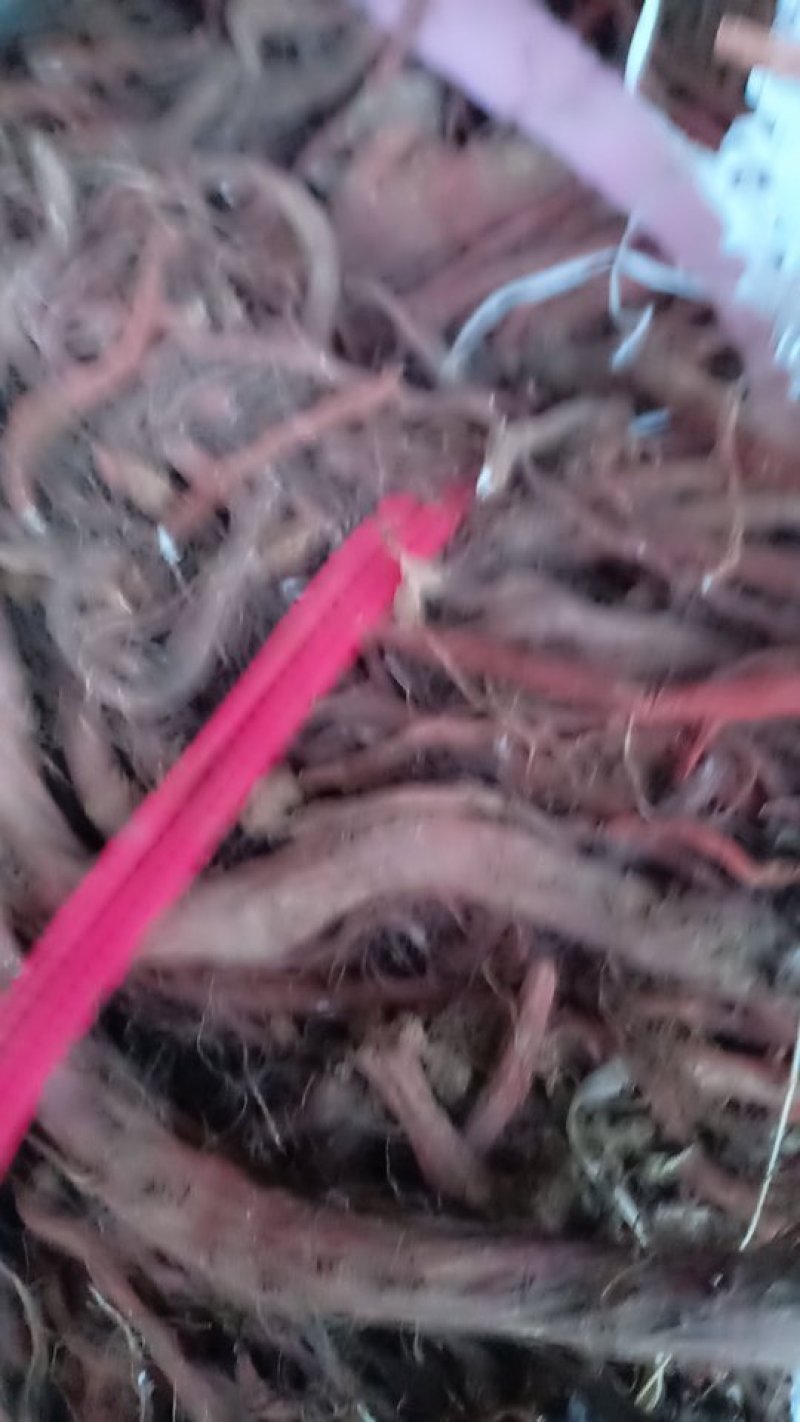 沂蒙山山区里的优质丹参，手捡大条丹参，产地直发