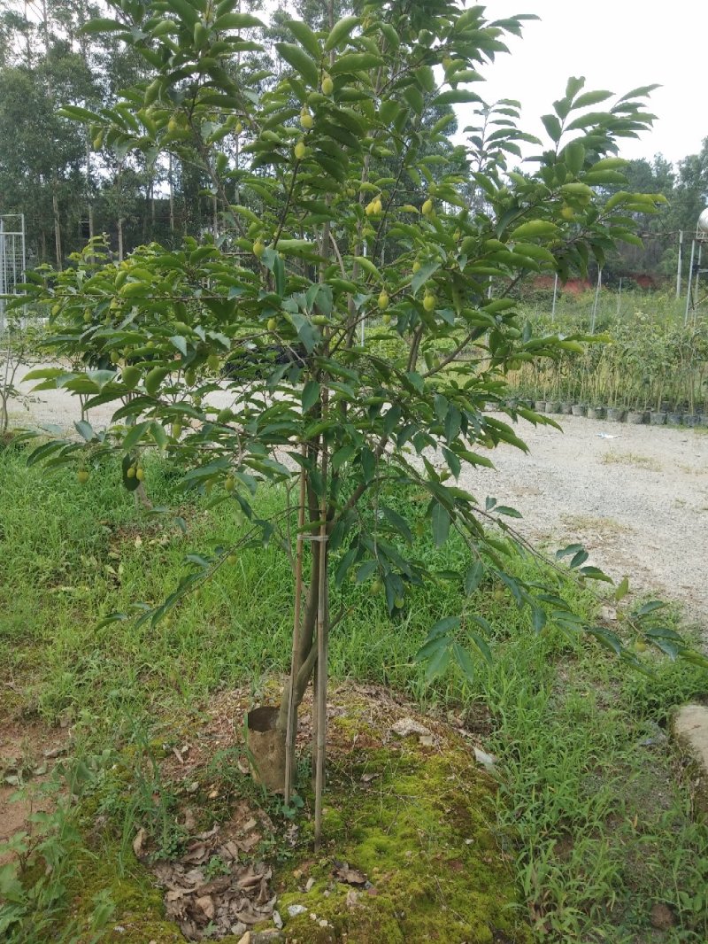 奇楠苗，基地直供，一手货源