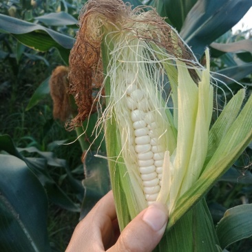 鲜玉米万糯2000