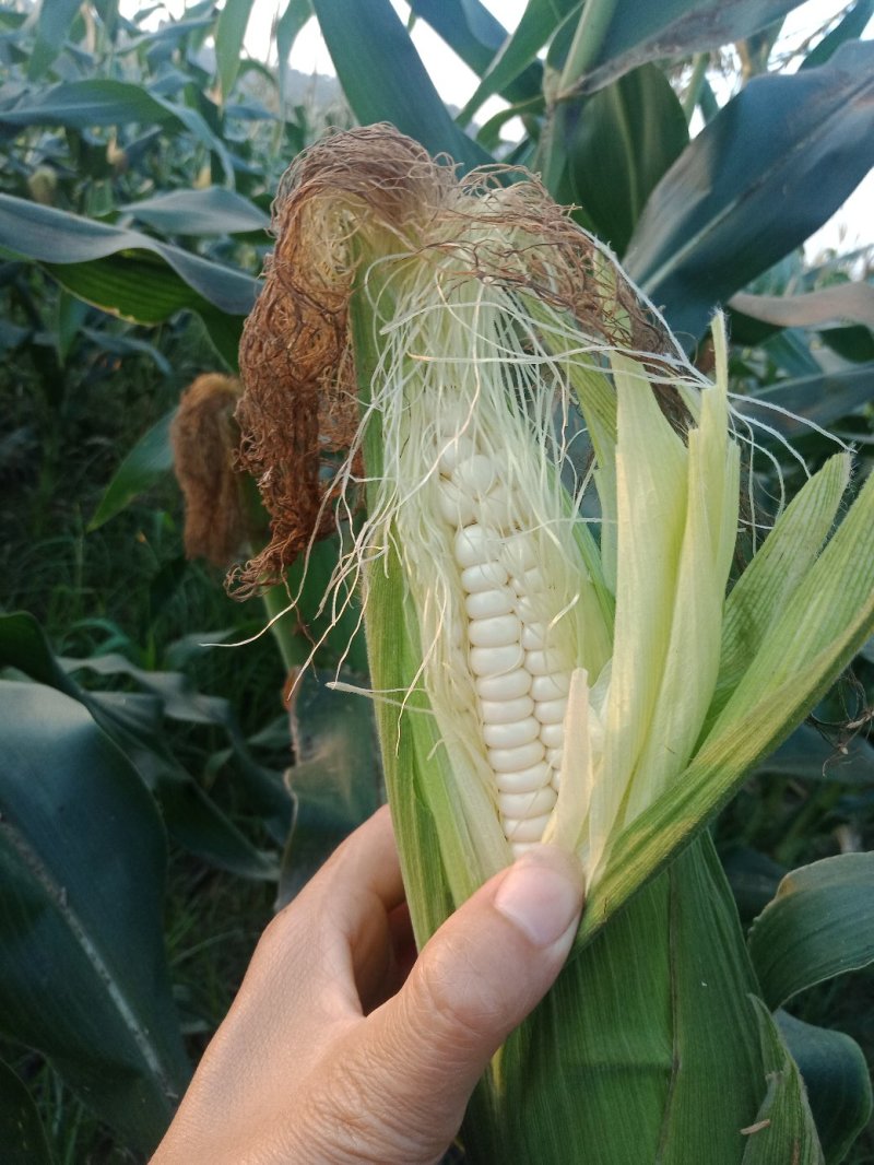 鲜玉米万糯2000