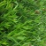 云南基地出售各种粉花红花夹竹桃
