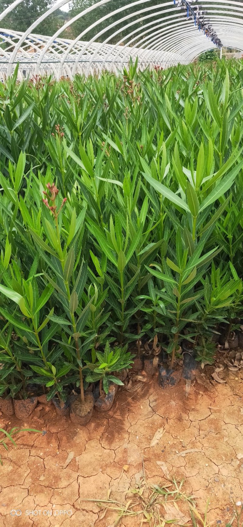 云南基地出售各种粉花红花夹竹桃