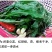 长白山野生蒲公英婆婆丁顺丰二斤包邮
