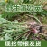 长白山野生蒲公英婆婆丁顺丰二斤包邮