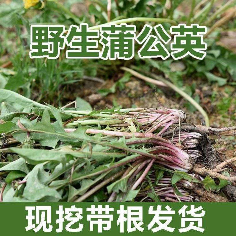 长白山野生蒲公英婆婆丁顺丰二斤包邮
