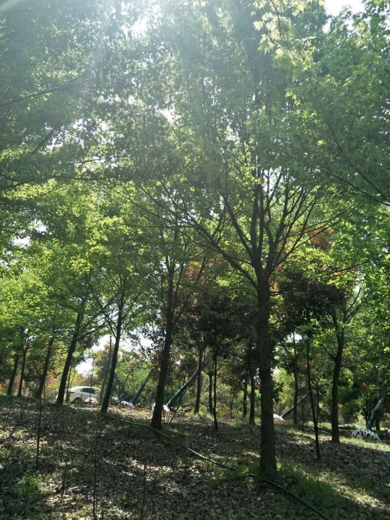 13公分三角枫