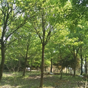 13公分三角枫