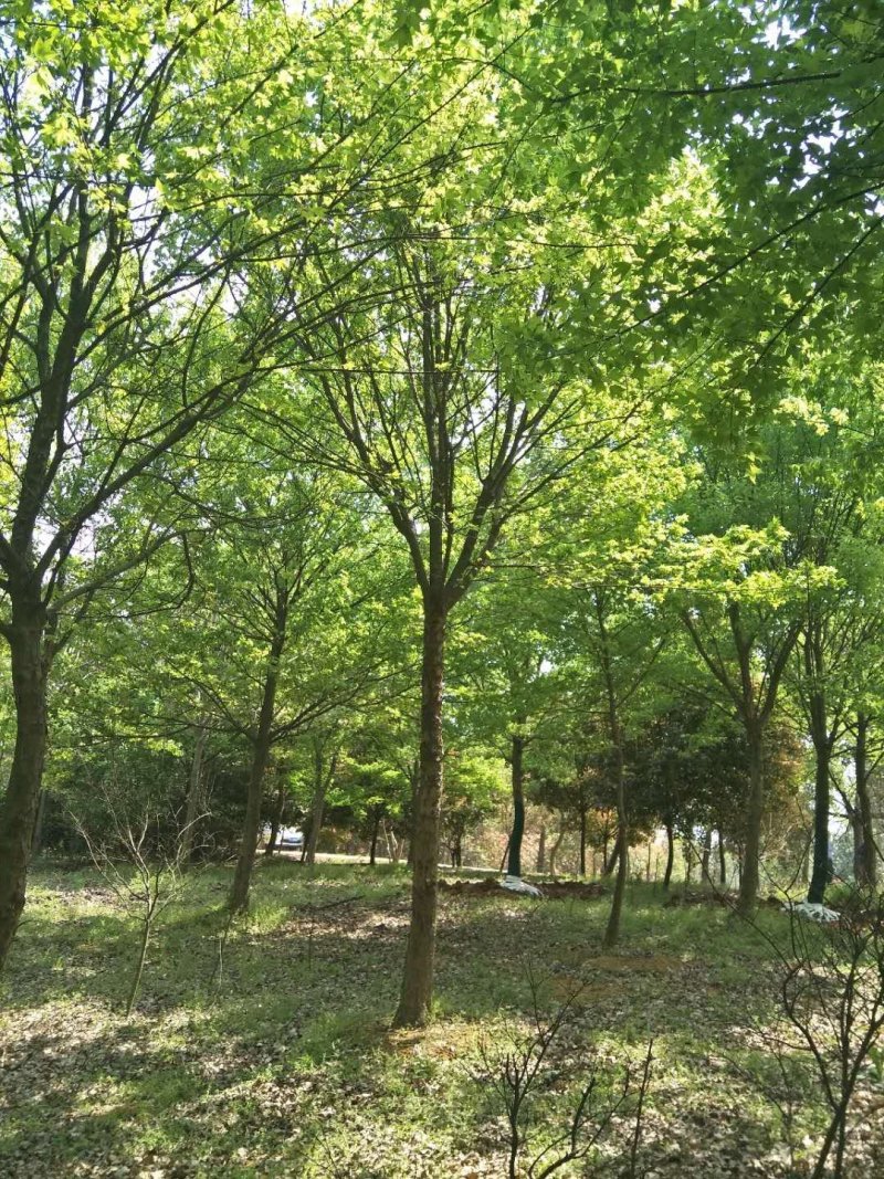 13公分三角枫