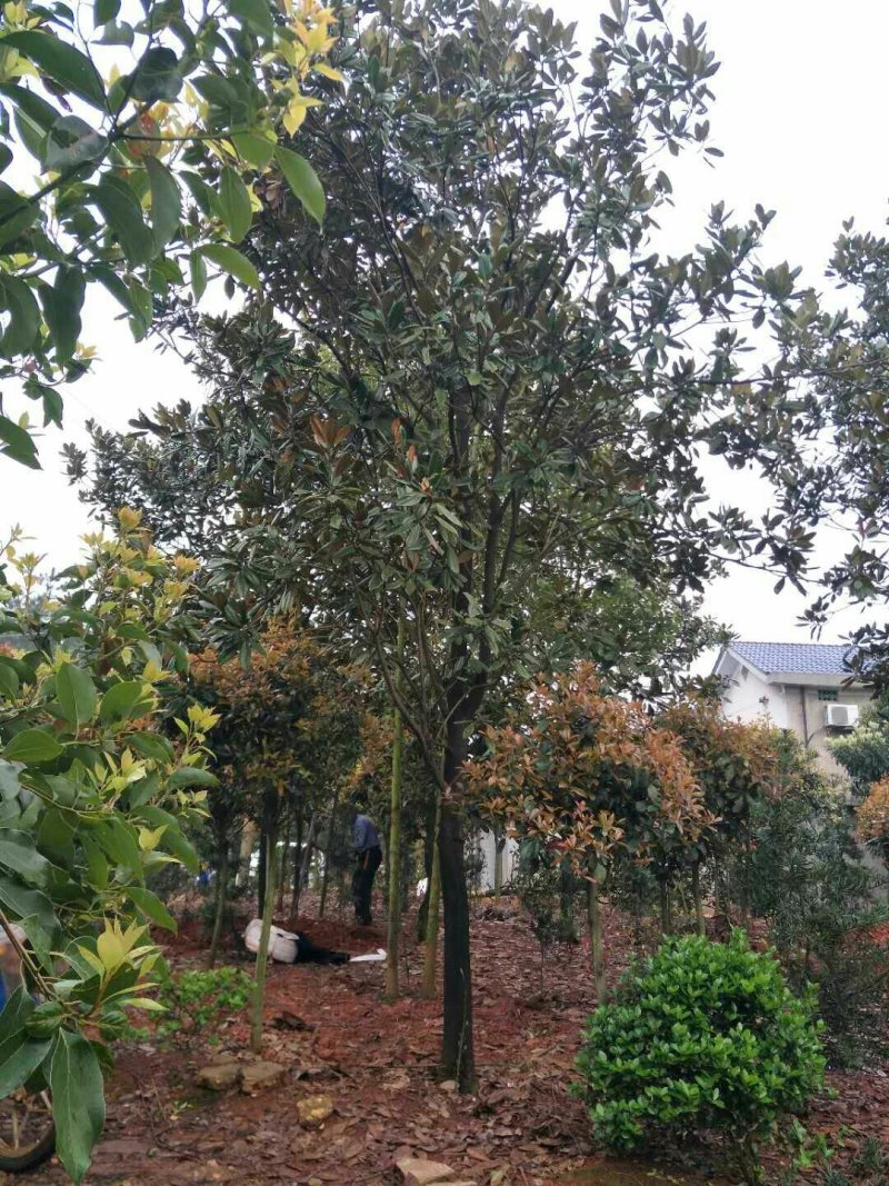 广玉兰，广玉兰批发，广玉兰种植基地