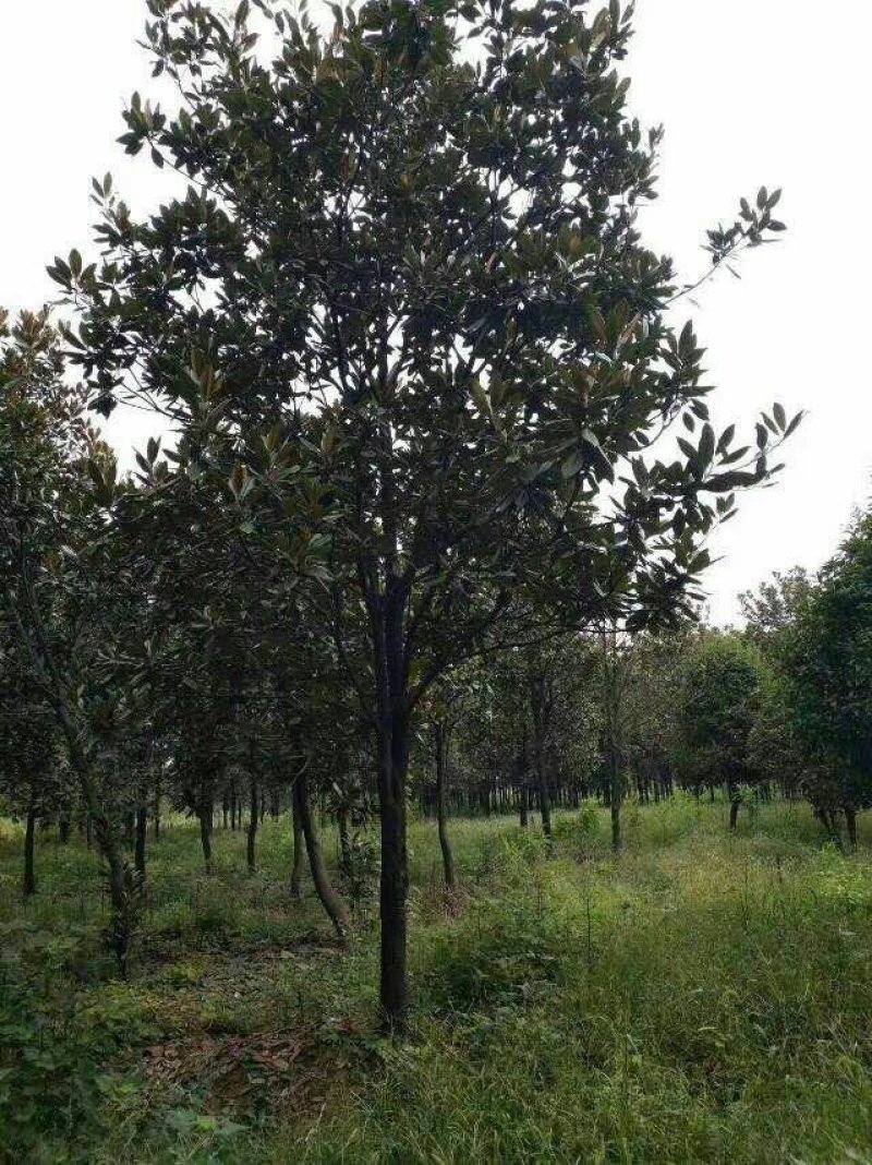 广玉兰，广玉兰批发，广玉兰种植基地