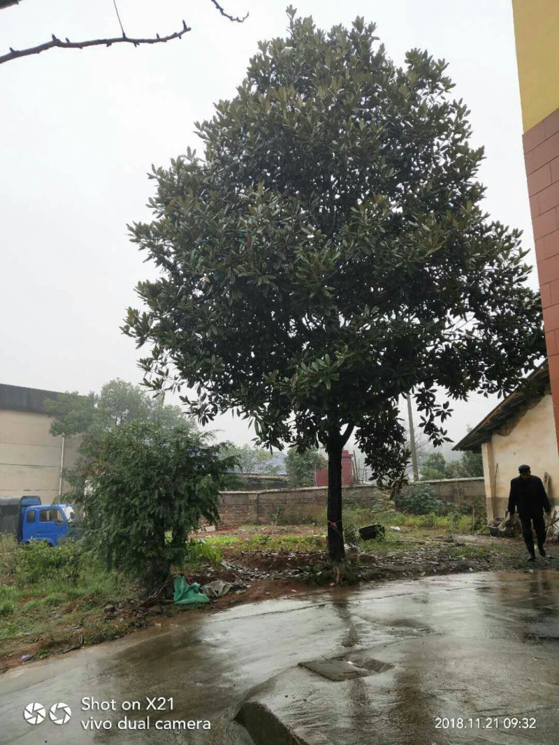 广玉兰，广玉兰批发，广玉兰种植基地