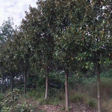 广玉兰，广玉兰批发，广玉兰种植基地